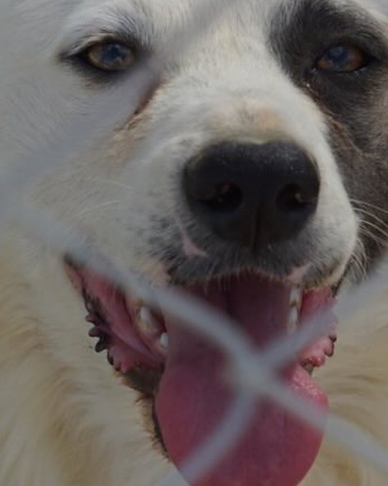 Perrito rescatado por Adógtame A.C.